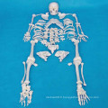 Modèle médical de squelette humain de 170 cm pour l&#39;enseignement